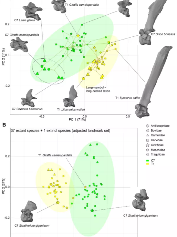 Gruppierung von Wirbelkörpern mittels Hauptkomponentenanalyse (PCA).
