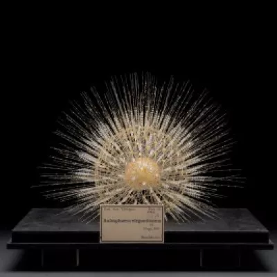 Radiolarium aus der Glasbläserwerkstatt Blaschka, Zoologische Sammlung der Universität Tübingen. Museopedia, CC BY-SA 4.0